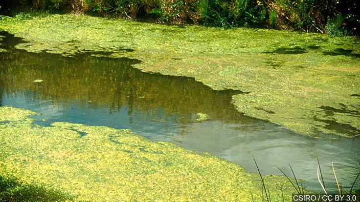 the water is full of green algae and yellow flowers