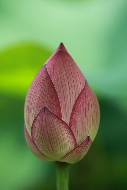 a pink lotus flower with a quote from b r sidhan dev goswami