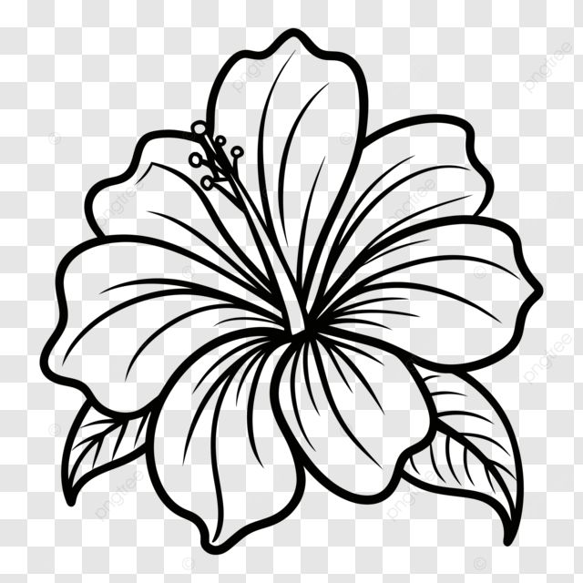 hand drawn hibiscus flower drawing illustration clip art colourful detailed png Different Flower Drawings, Hubiskis Flower Drawing, Flower Art Drawing Simple, Hisbusic Flower Drawing, Easy Hibiscus Drawing, Rose Pictures Drawing, Hibiscus Flowers Drawing, Different Flowers Drawings, Leaf Border Drawing