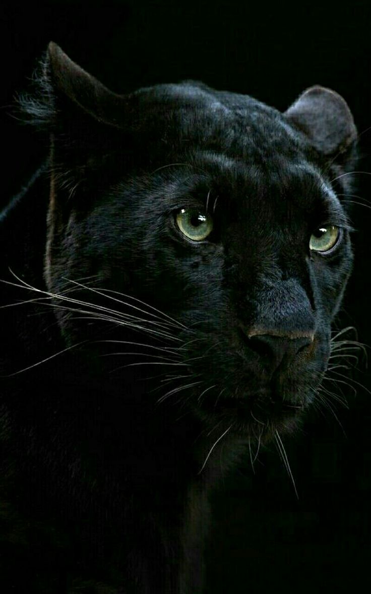 a close up of a black cat with green eyes