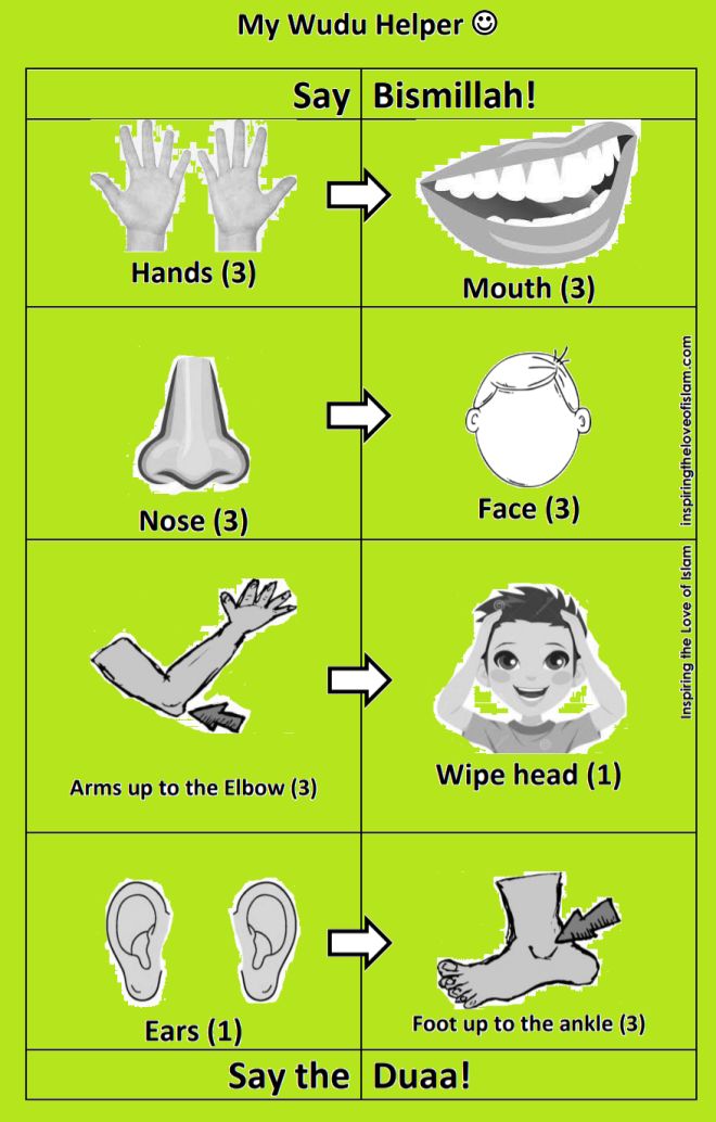 an info sheet showing different types of teeth