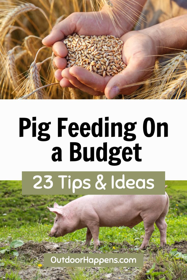 pig feeding on a budget 25 tips and ideas