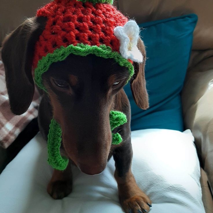 a brown dog wearing a red and green crocheted hat on top of a couch