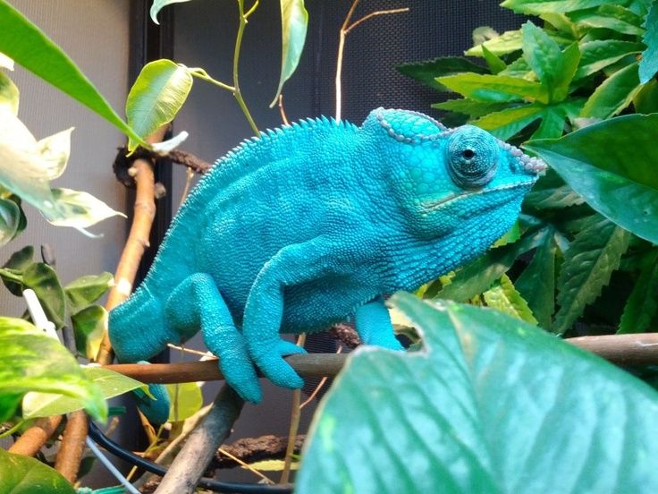 a blue chamelon sitting on top of a tree branch