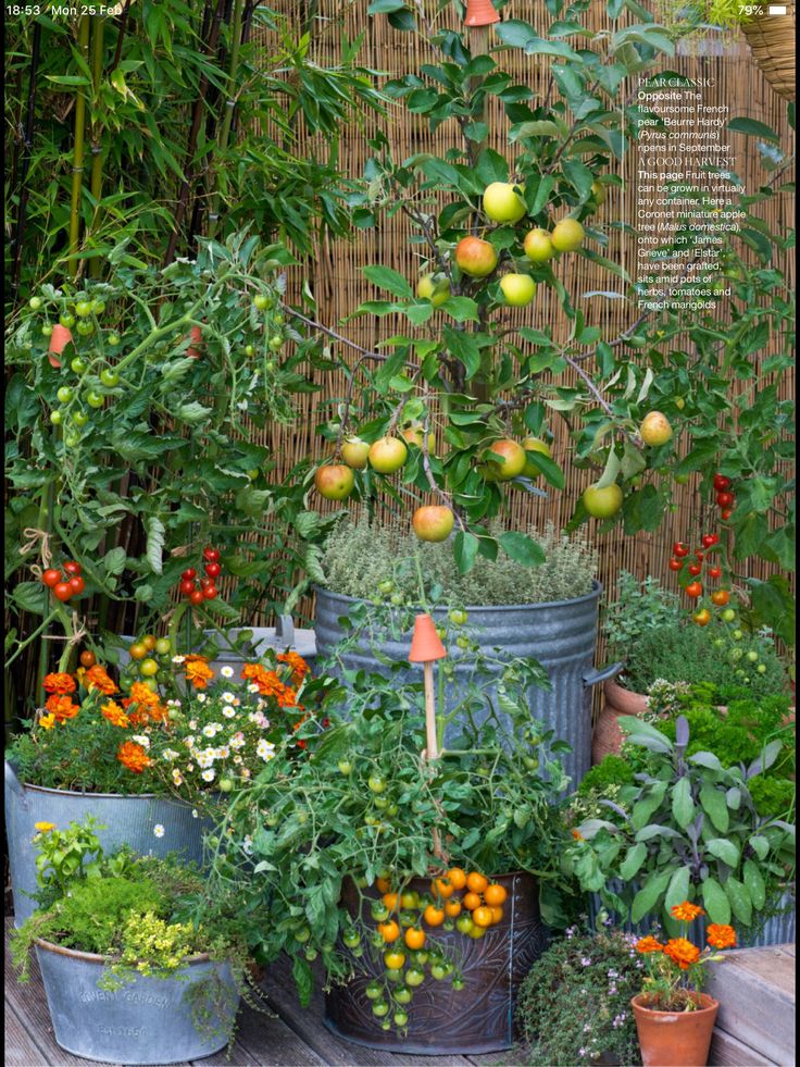 an assortment of fruits and vegetables growing in buckets