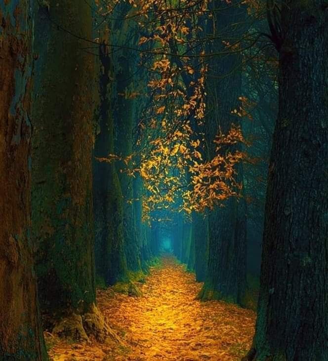 a path in the middle of a forest with yellow leaves on the ground and trees