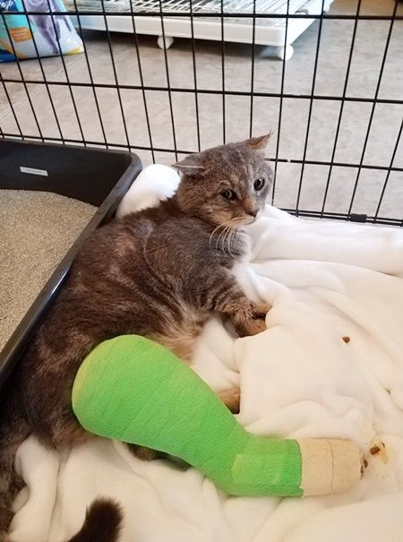 a cat laying on top of a white blanket next to a green leg warmer in a cage