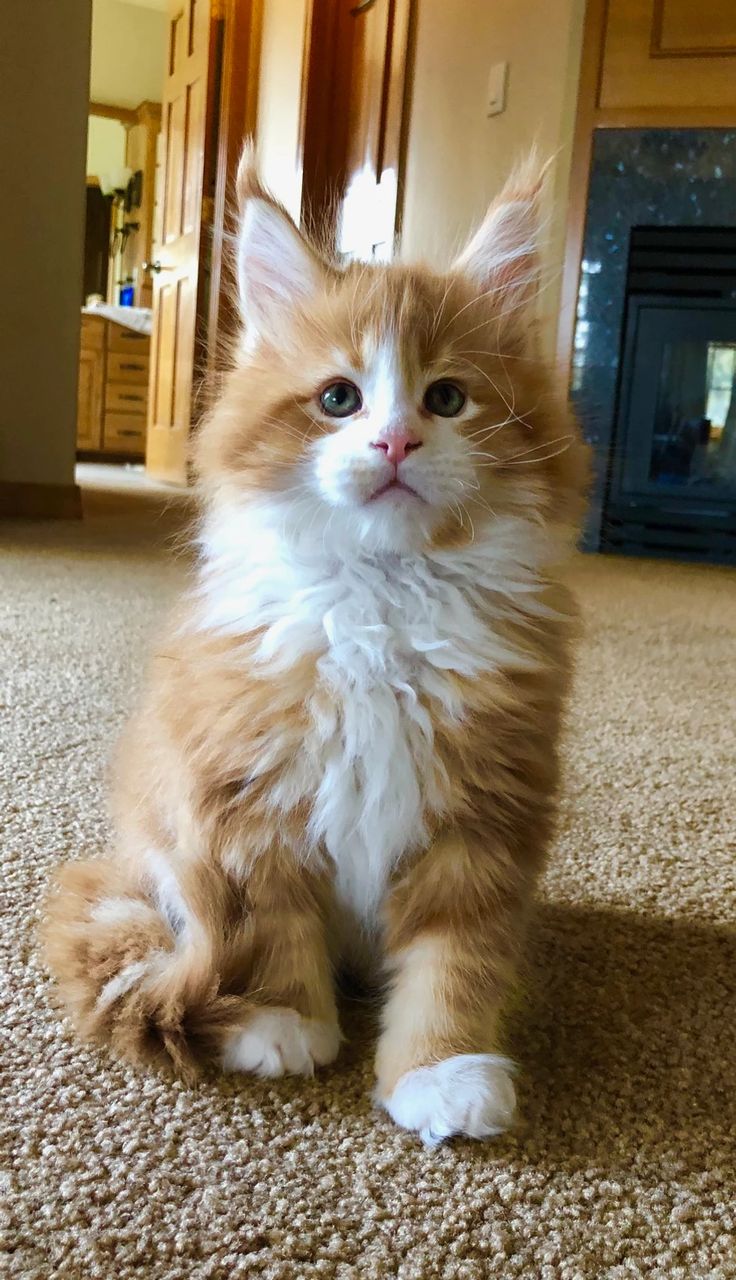 an orange and white cat sitting on top of a carpet next to a fire place