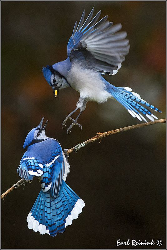 two blue and white birds on a branch with their wings spread wide open, one bird has it's beak in the other's mouth