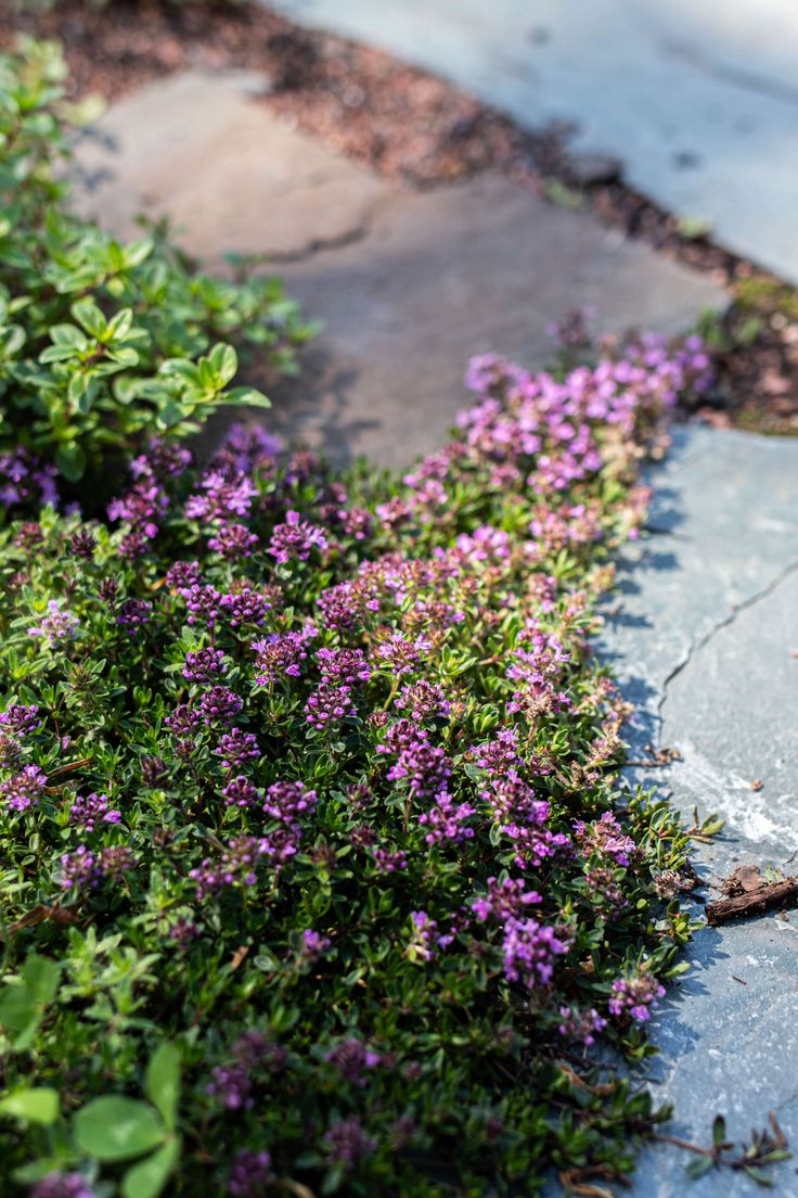 purple flowers are growing on the side of a stone path in front of a sidewalk