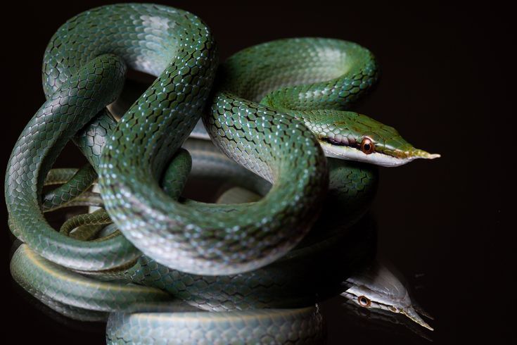 a green snake is curled up on top of another snake's head in the dark