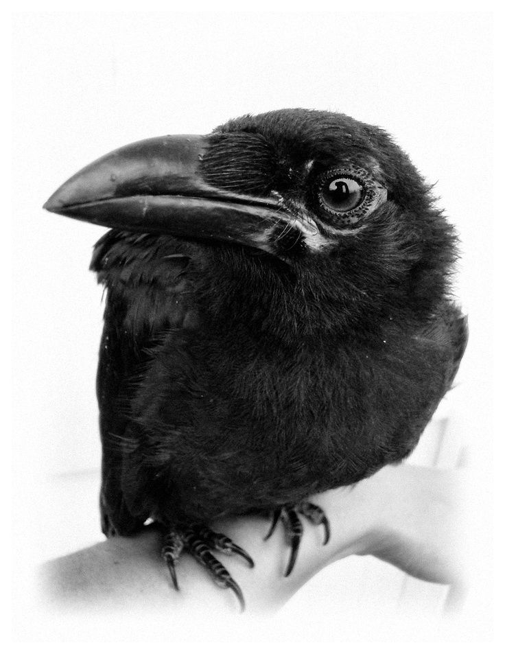 a black bird sitting on the arm of a person's hand in front of a white background