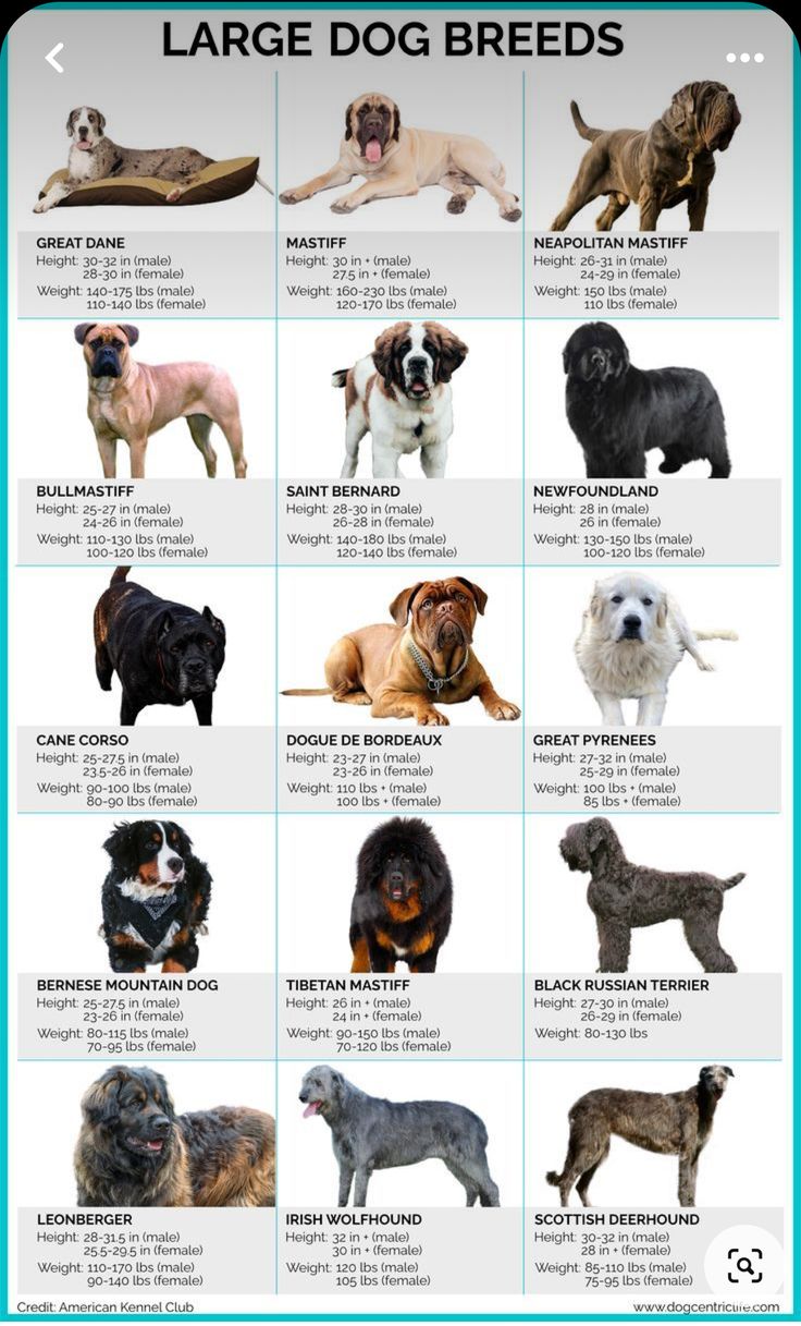 an image of large dog breeds in different colors and sizes, with the names below them