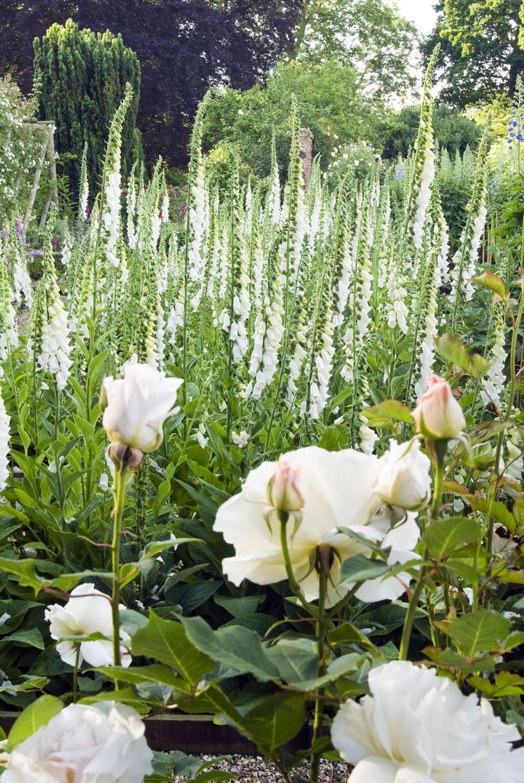 white flowers are in the middle of a garden with tall grass and trees behind them