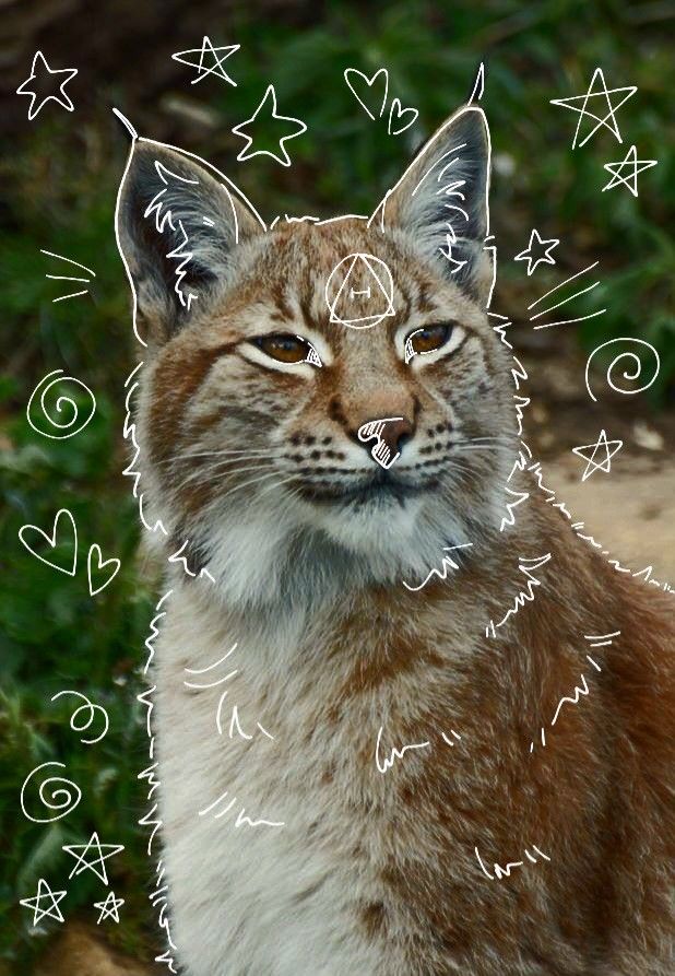 an image of a cat that is looking at the camera with hearts and stars drawn on it