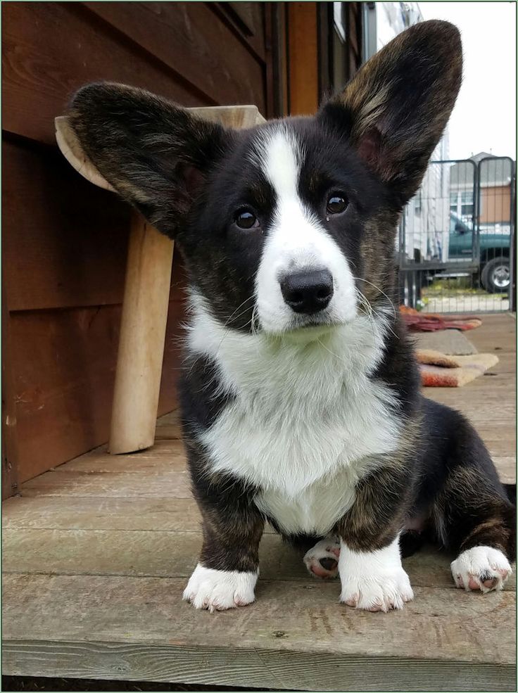 a small black and white dog sitting on top of a wooden floor next to a building