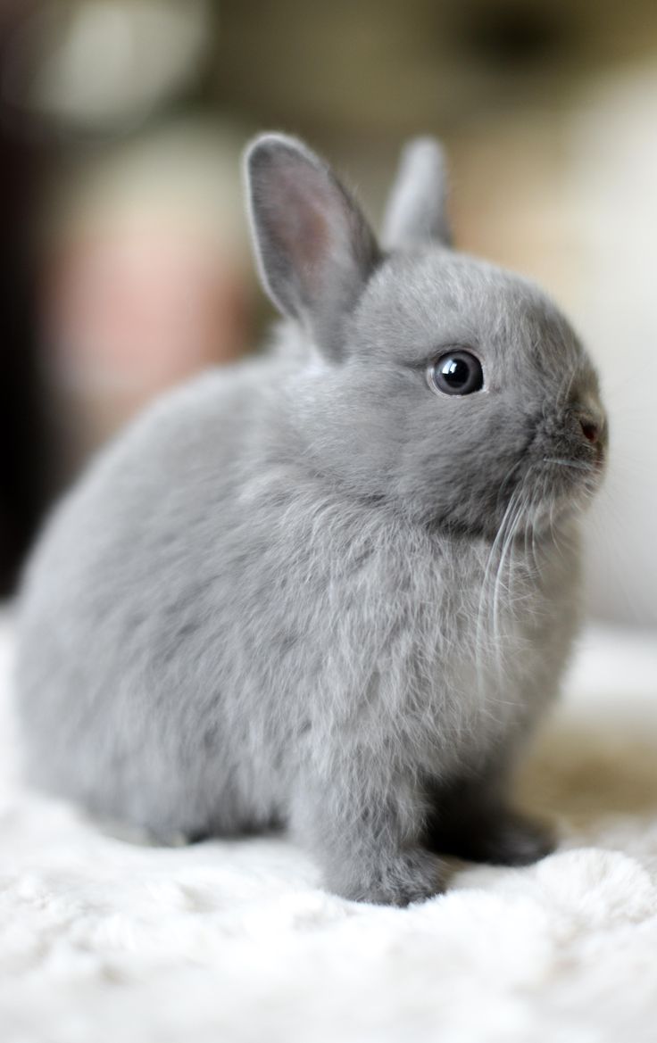 a small gray rabbit sitting on top of a bed