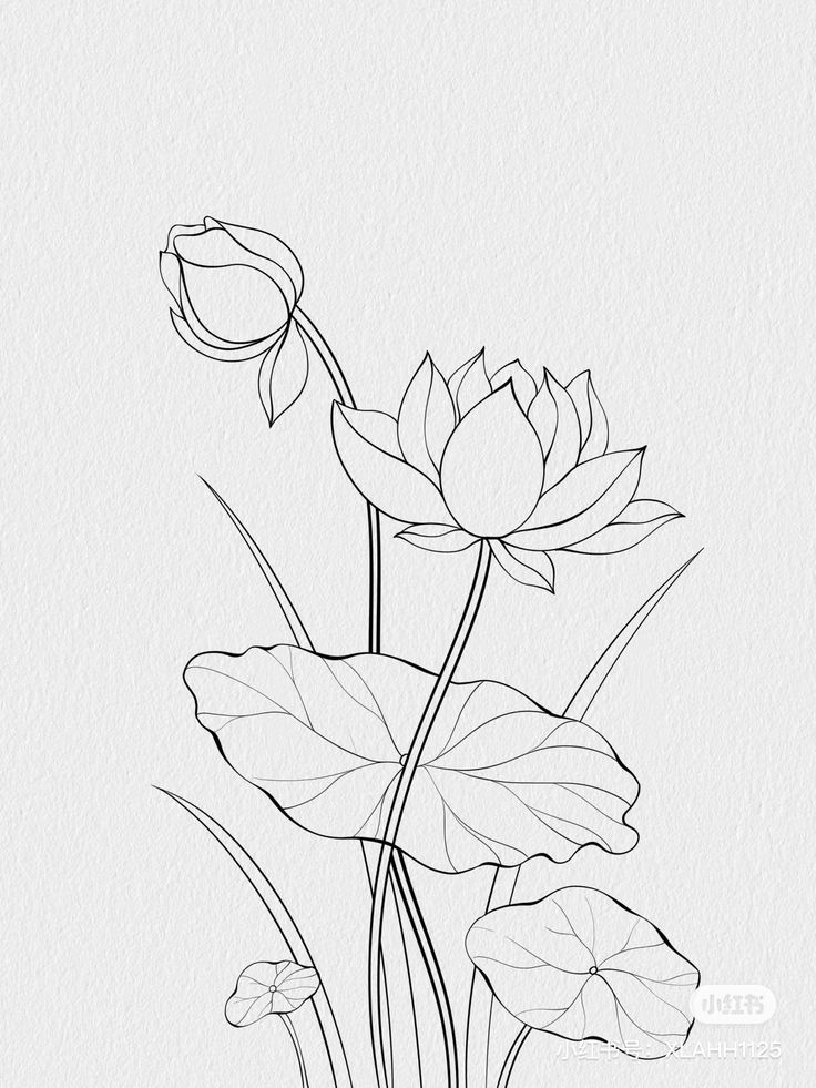 a drawing of flowers and leaves on a white background