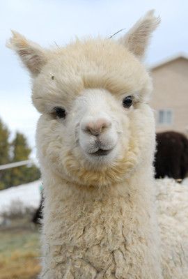 an alpaca standing in front of a house