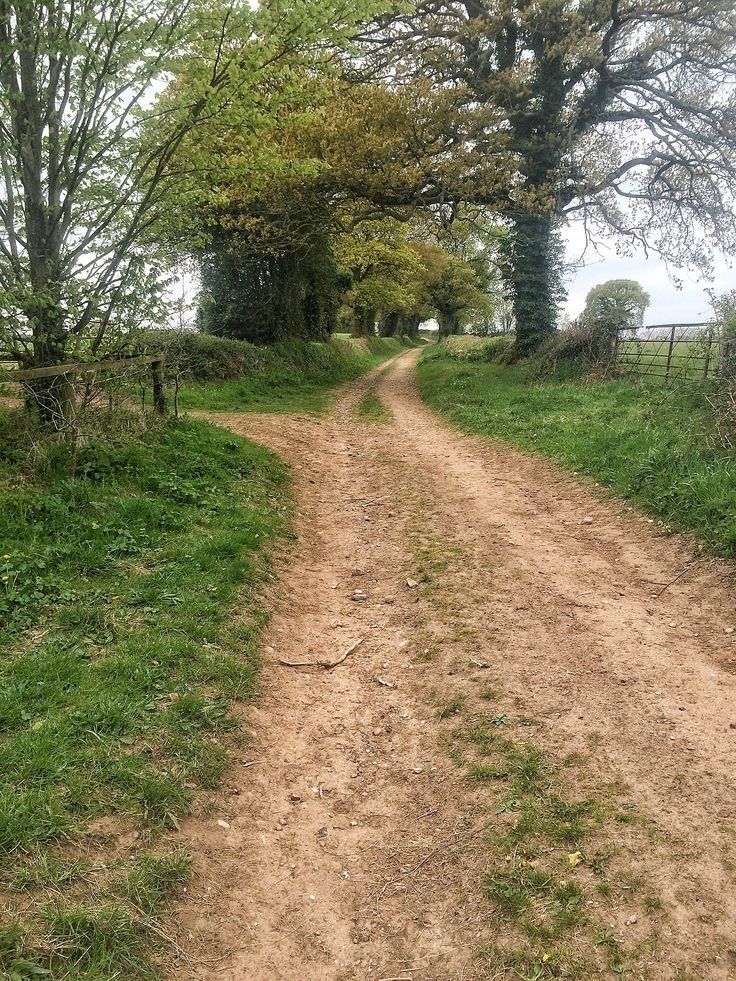 a dirt road with trees on both sides and grass in the foreground, leading to a grassy field