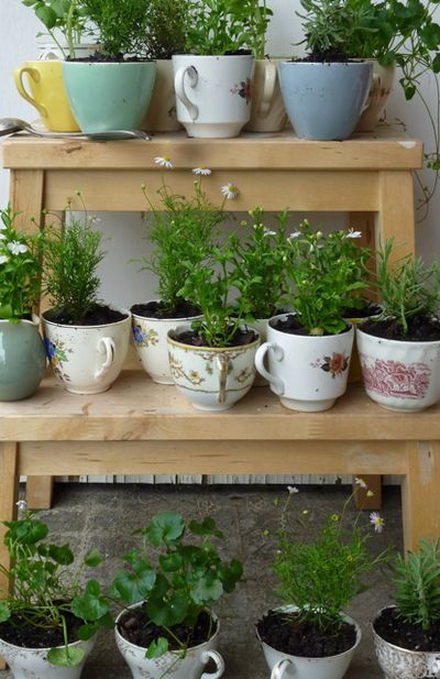 several potted plants sitting on top of a wooden shelf