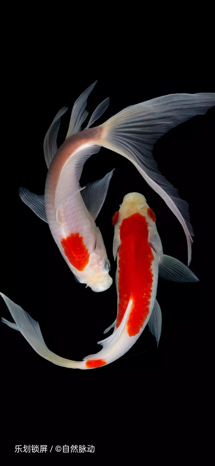 two white and red koi fish swimming in the dark water with their tails curled up