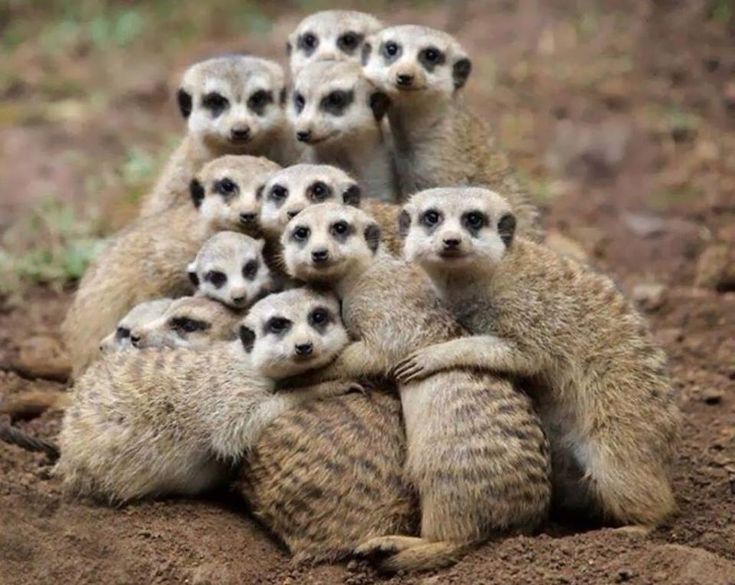 a group of meerkats sitting on top of each other in the dirt