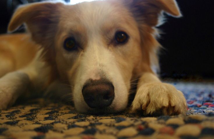 a close up of a dog laying on the floor with his paw resting on the carpet