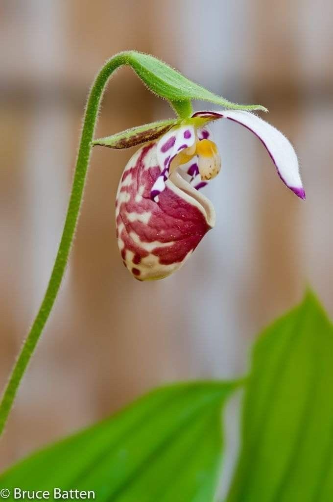 a close up of a flower on a plant