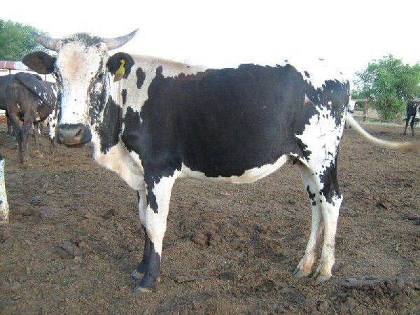 a black and white cow standing on top of a dirt field next to other cows