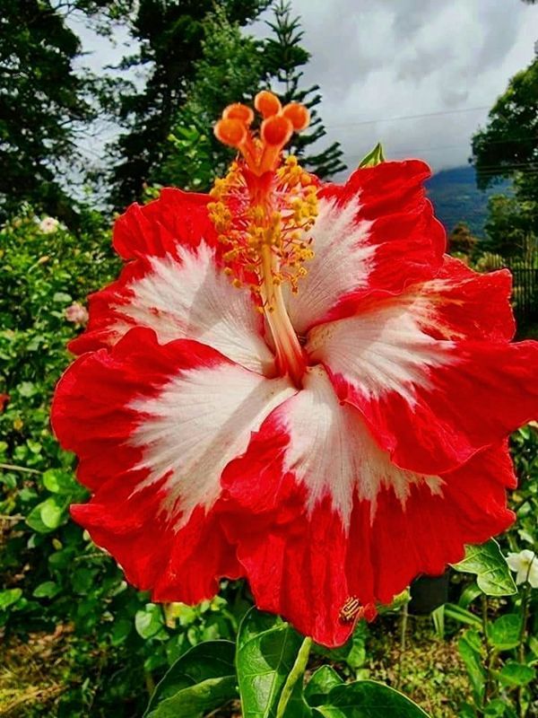 a large red and white flower sitting on top of a lush green field