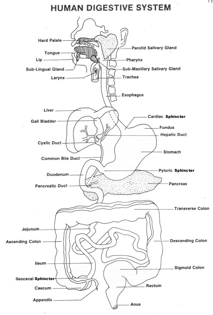 diagram of the human digest and its major organs, labeled in black on a white background