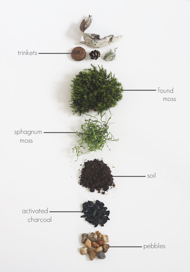 an image of different types of plants and seeds on a white background with words describing them