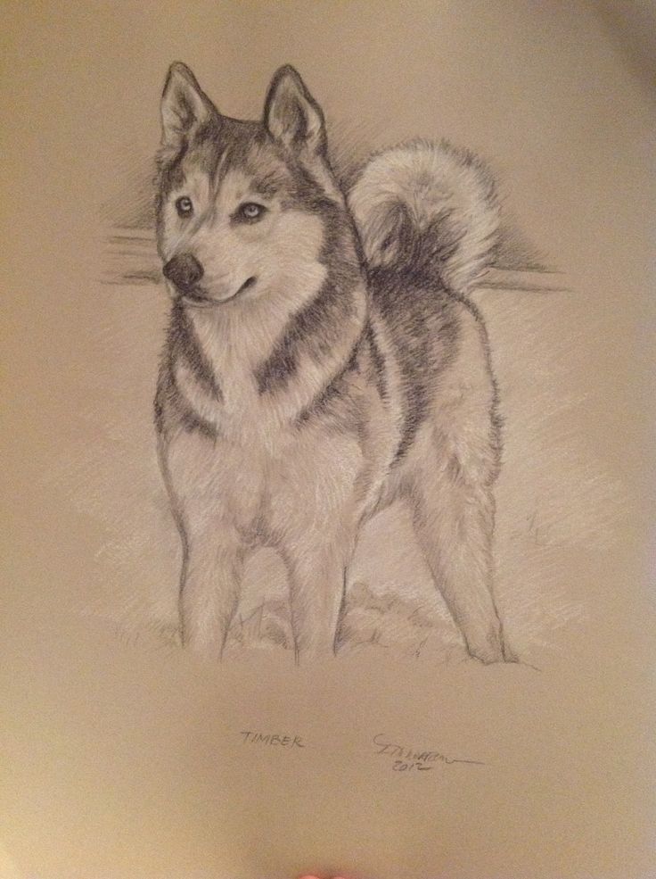 a pencil drawing of a husky dog standing on the ground in front of a person's hand