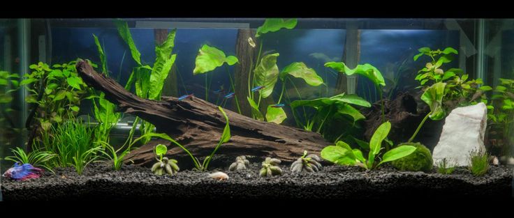 an aquarium filled with plants and rocks