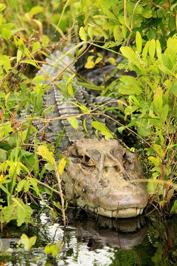 an alligator's head in the water surrounded by vegetation