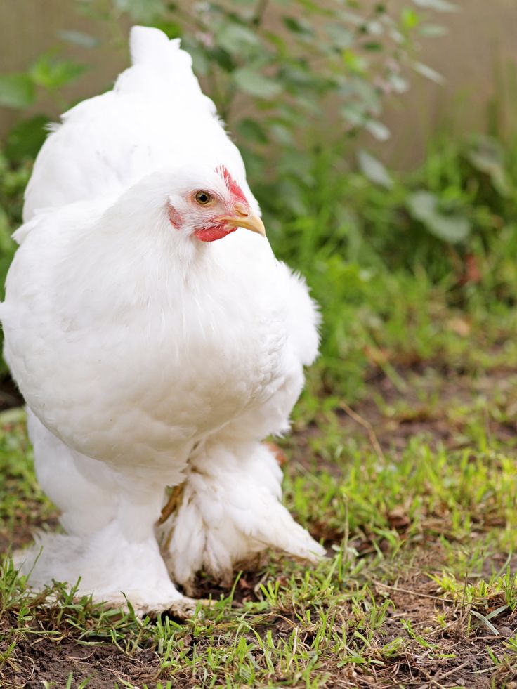 a white chicken standing on top of grass