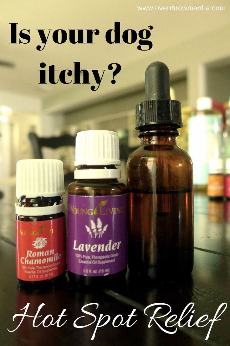 three bottles of essential oils sitting on top of a table with the words is your dog itchy?