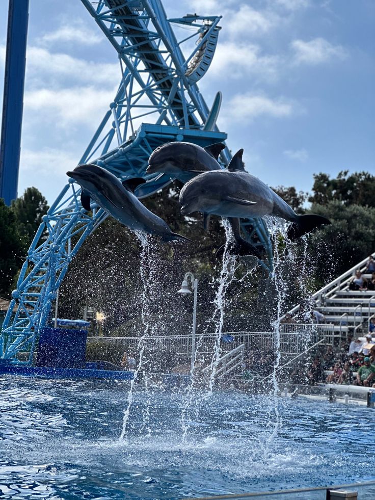 two dolphins jumping out of the water at an amusement park