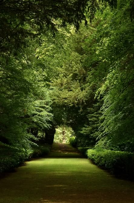 an empty path in the middle of a lush green forest