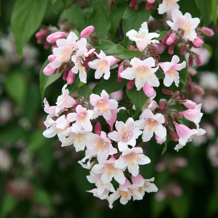 pink and white flowers blooming in the garden