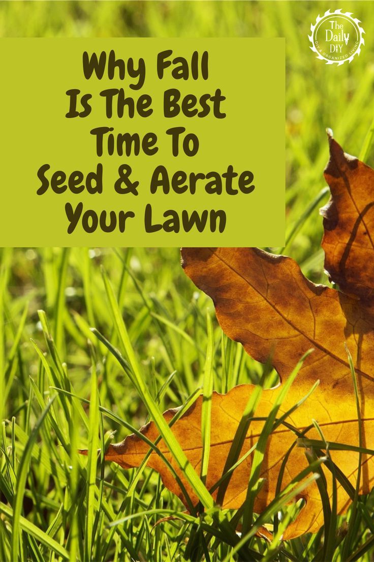 Seed and Aerate Your Lawn For Fall - The Daily DIY How To Reseed Your Lawn In Fall, Overseeding Lawn Fall, Winter Grass Seed, Overseeding Lawn, Grass Fertilizer, Planting Grass Seed, Fall Lawn Care, Rye Grass, Fall Lawn