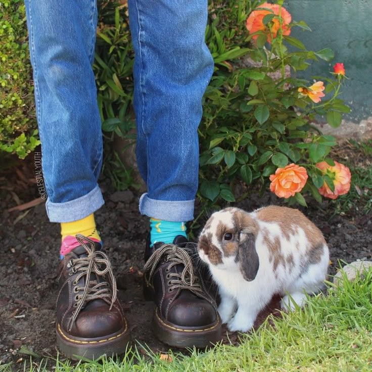 a small rabbit standing next to a person's legs wearing colorful socks and shoes