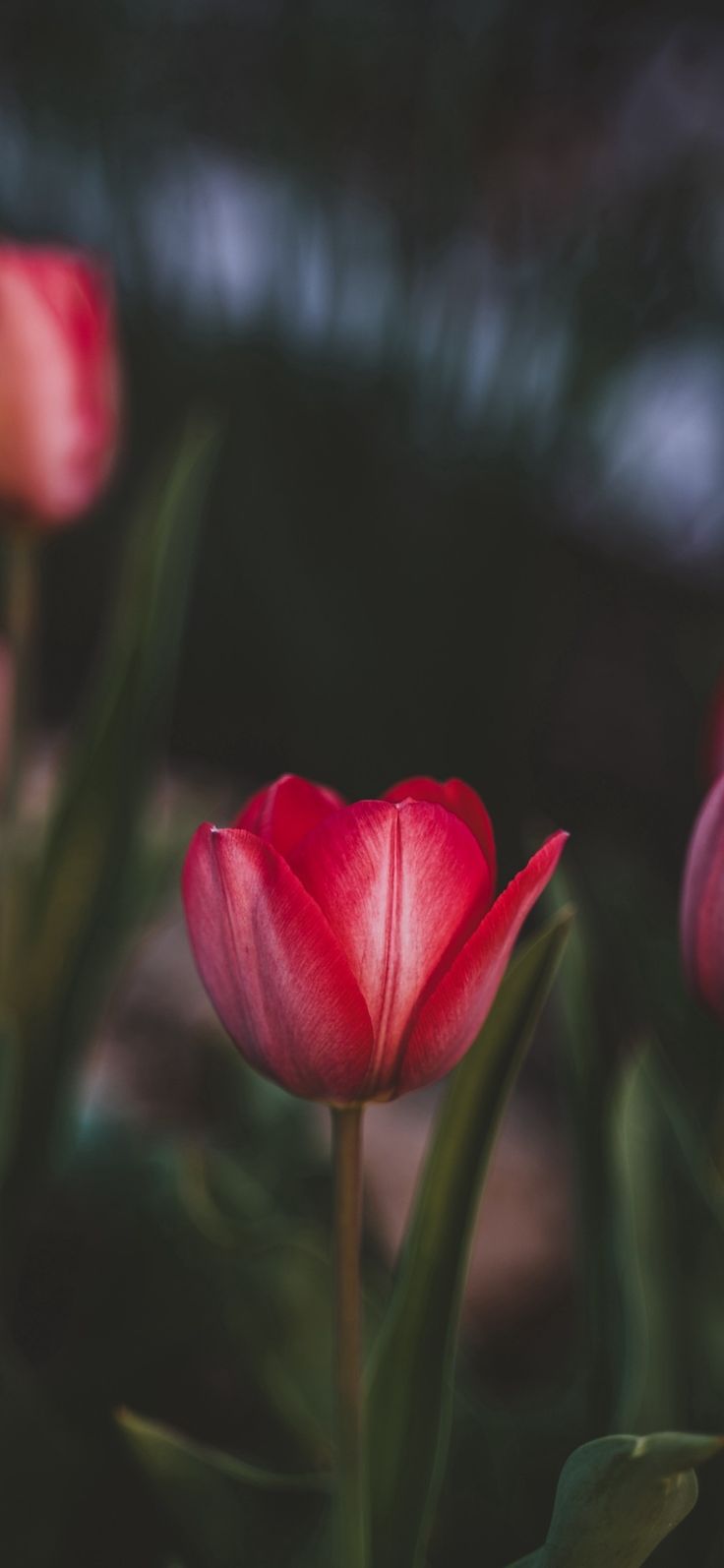 three red tulips with green stems in the foreground and one pink flower in the background