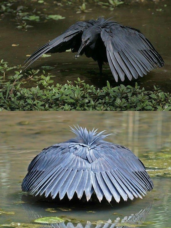 there is a bird with its wings spread out in the water