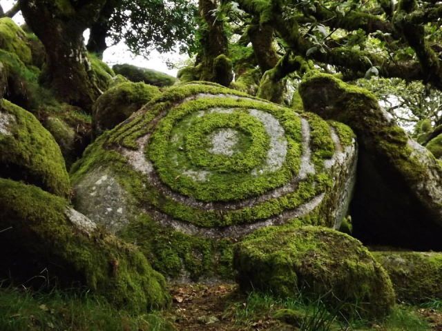 moss covered rocks in the middle of a forest with trees growing on top of them