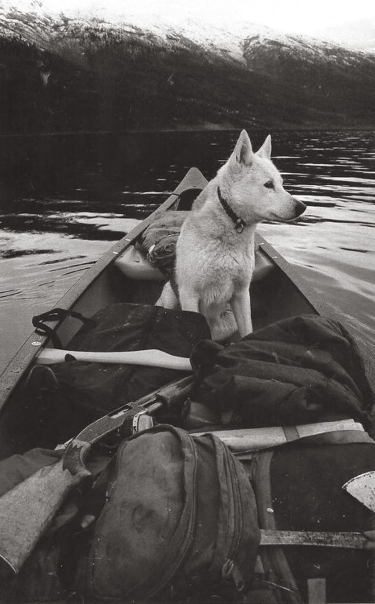 a dog sitting on the back of a boat