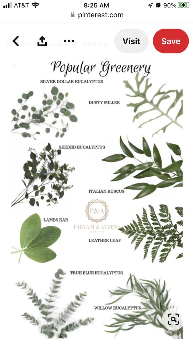 an iphone screen showing the different types of plants and leaves on it's display