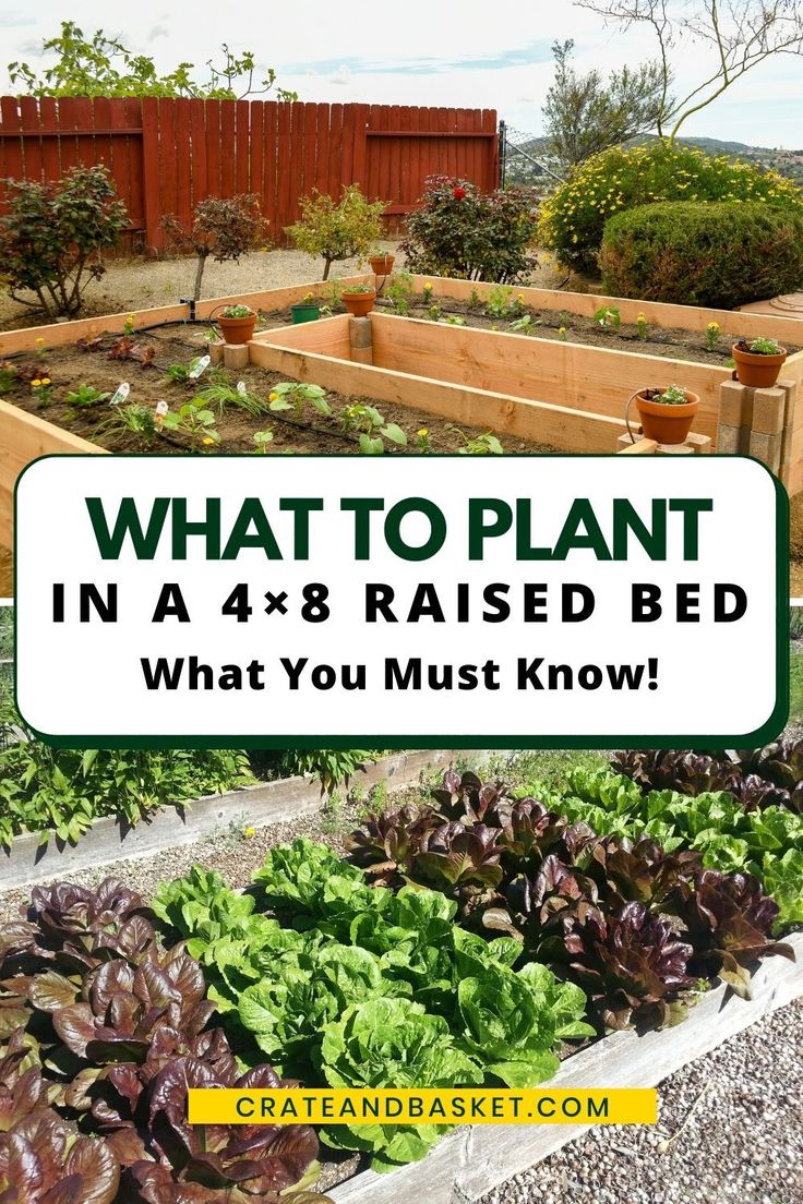 what to plant in a 4x8 raised bed and what you must know about it