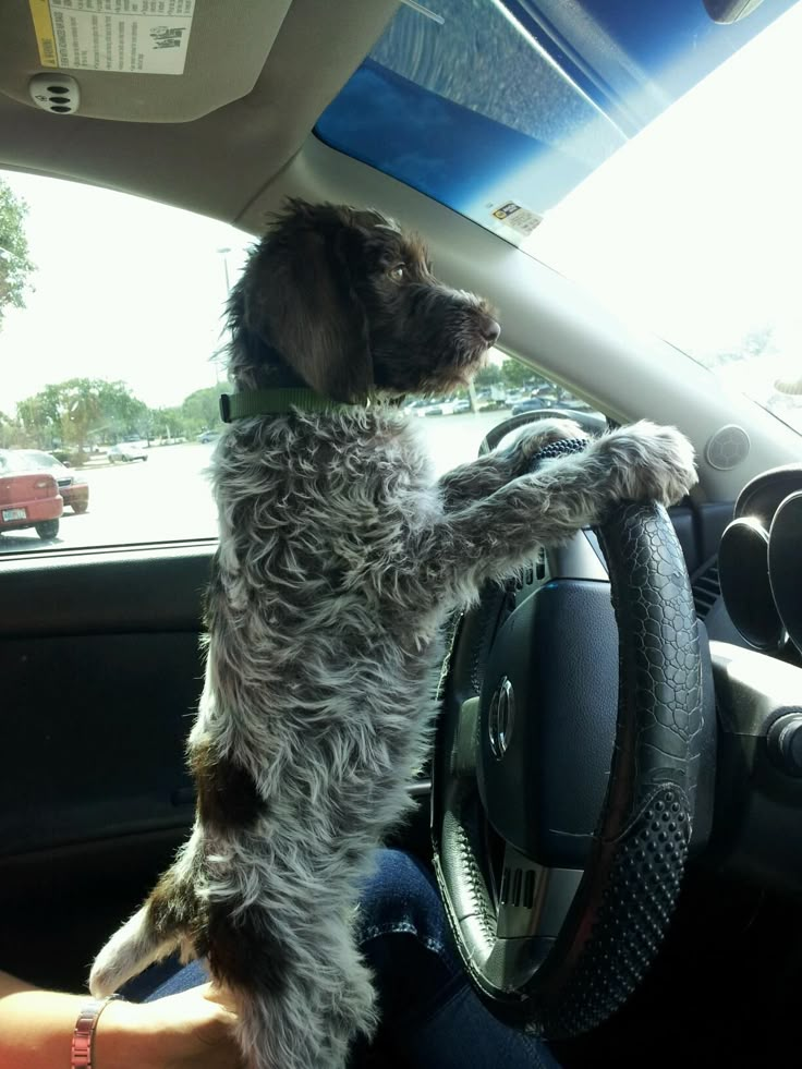 a dog sitting in the driver's seat of a car with its paws on the steering wheel